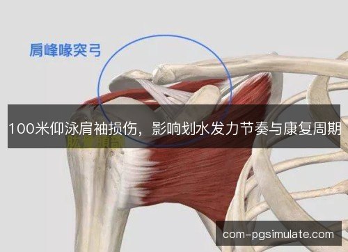 100米仰泳肩袖损伤，影响划水发力节奏与康复周期